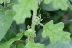 Chenopodium ambrosioides